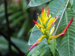 Heliconia hirsuta