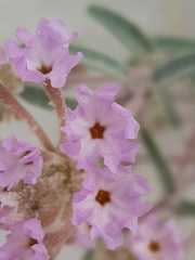 Abronia angustifolia