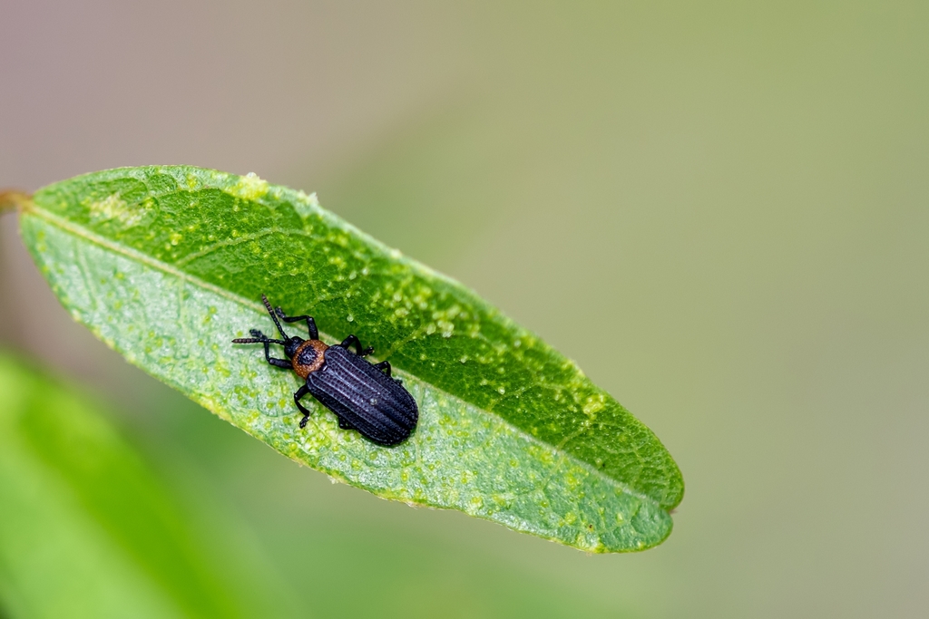 Odontota notata