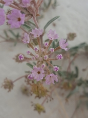 Abronia angustifolia