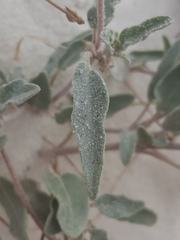 Abronia angustifolia