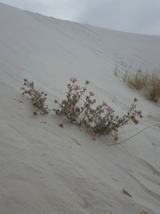 Abronia angustifolia