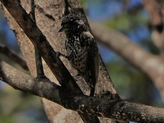 Picumnus albosquamatus