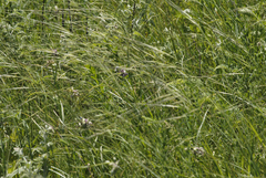 Hesperostipa spartea