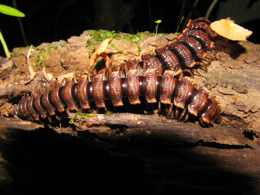 Amplinus bitumidus