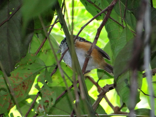 Hypocnemis peruviana