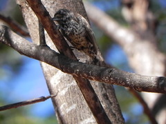 Picumnus albosquamatus
