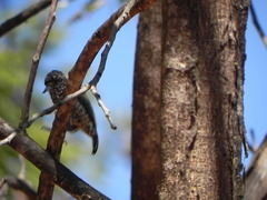Picumnus albosquamatus