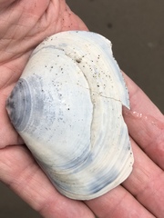 Mactromeris catilliformis