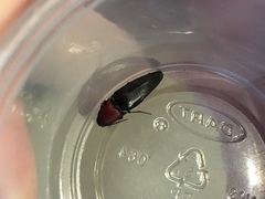 Parallelostethus attenuatus
