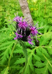 Saussurea pseudotilesii