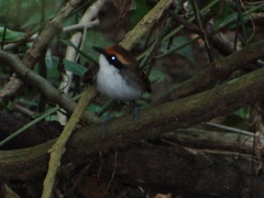 Myrmoborus leucophrys