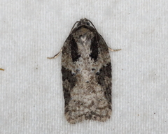 Acleris fuscana