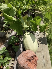 Cucumis melo inodorus