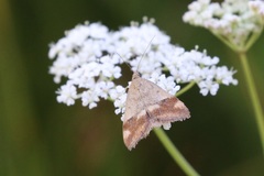 Pyrausta semirubralis
