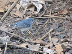 Hypocnemoides maculicauda