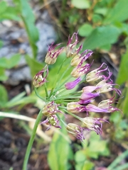 Amerallium