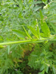 Oenothera gaura