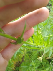 Oenothera gaura