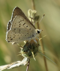 Tharsalea xanthoides