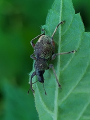 Metapocyrtus adspersus