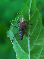 Metapocyrtus adspersus