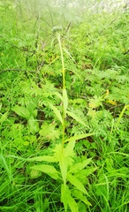 Saussurea pseudotilesii