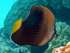 Tahitian Butterflyfish photo 4
