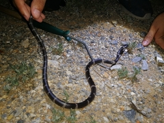 Tropidodipsas fasciata