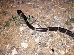 Tropidodipsas fasciata