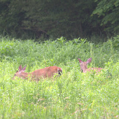 Odocoileus virginianus virginianus
