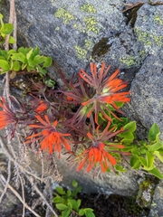 Castilleja rupicola