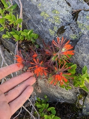 Castilleja rupicola