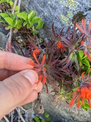 Castilleja rupicola