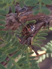 Chinavia chilensis