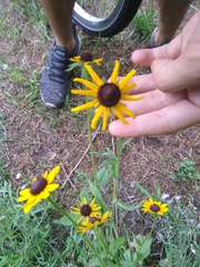 Rudbeckia hirta