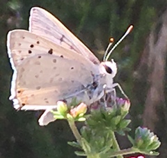 Tharsalea xanthoides