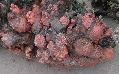 Pyura chilensis