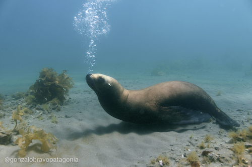 South American Sea Lion, photo 4 of 9