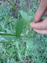 Rudbeckia hirta