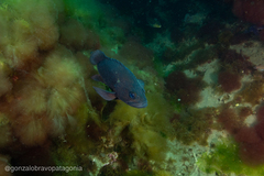 Acanthistius patachonicus