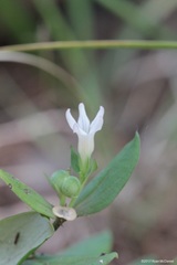 Spigelia hedyotidea