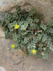 Ivesia jaegeri