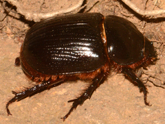 Xyloryctes jamaicensis