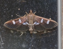 Desmia deploralis