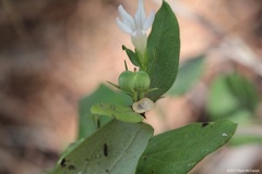 Spigelia hedyotidea