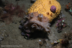 Phrikoceros mopsus