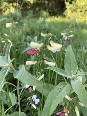 Tephrosia onobrychoides