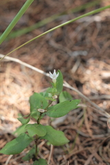 Spigelia hedyotidea