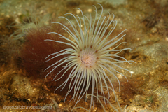 Ceriantheopsis